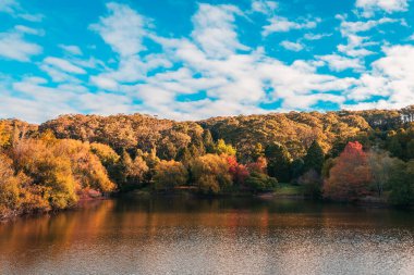 Gün batımında Lofty Dağı parkında renkli bir sonbahar sahnesi, Adelaide Hills, Güney Avustralya