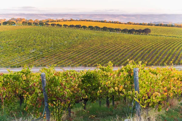 Vinodlingar Mclaren Vale Vid Solnedgången Södra Australien — Stockfoto