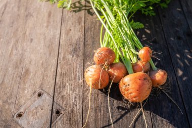 Taze ev bahçesi ahır tahtasında organik yuvarlak havuç yetiştiriyor.
