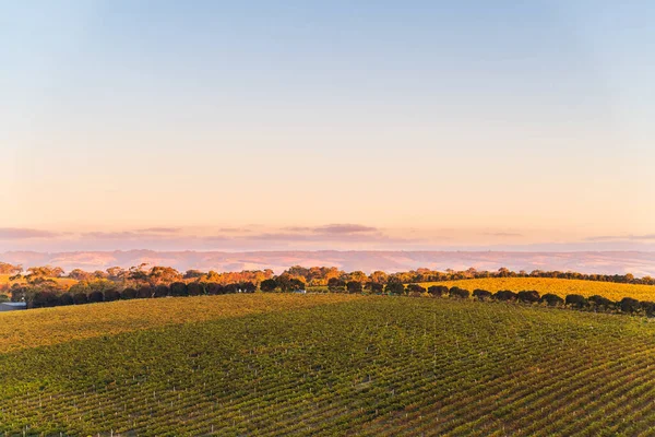 南澳大利亚Mclaren Vale的葡萄园 — 图库照片