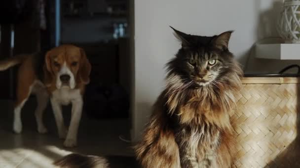 Purebred Cat Maine Coon Staying Straight Looking Camera Time His — Vídeo de Stock