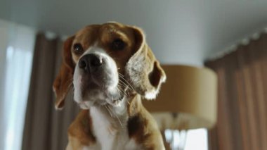 İleriye bakan bir köpeğin yakın çekimi. Çok güzel bir Beagle köpeği.