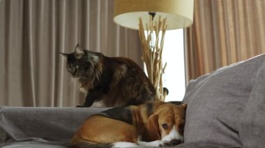 Cute pets are lying on the sofa and looking at the camera. The dog looks very sad.