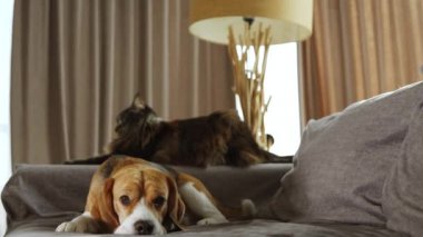 The tired dog decided to lie down on the bed. He looks very tired, and sad. His best friend, a Maine Coon cat, lies in the background.