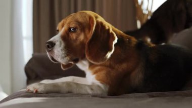 Dog lie down to the bed, he looks very sad, his best friend cat walk behind him on the background