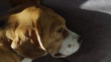 Bir adam sevgili hayvanını okşar. Köpek üzgün görünüyor. Birinci şahıstan görüntü. Yakın plan.