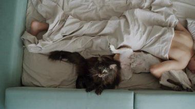 Safkan Maine rakunu kedi, kameraya bakıyor, arka plandaki genç köpeğiyle yatıyor, çok komik görünüyor. İnsanın en iyi dostu. Güzel safkan av köpeği sahibiyle yatıyor..