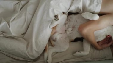 Ergen, köpeğiyle yatakta uyuyor. Köpek çok komik görünüyor. İnsanın en iyi dostu. Güzel safkan av köpeği sahibiyle yatıyor. Yakın plan.