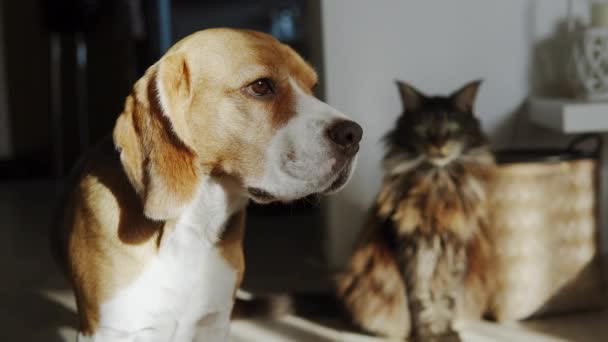 Purebred Beagle Dog Stands Foreground Looks Away Background His Best — Stockvideo