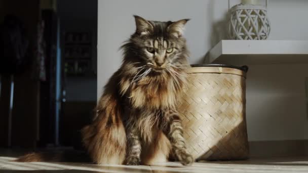 Very Beautiful Maine Coon Cat Sits Very Close Camera Looks — Stockvideo