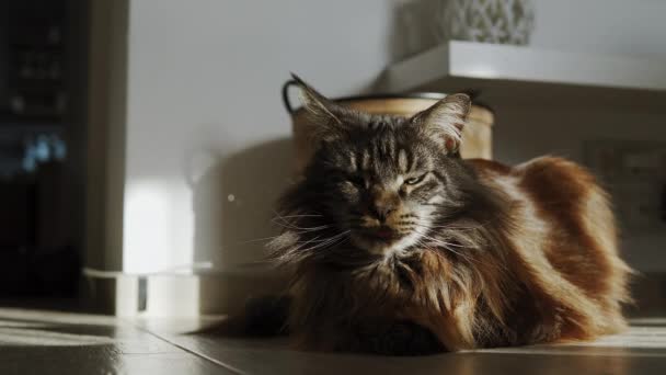 Very Beautiful Maine Coon Cat Sits Close Camera Looks Ahead — Stock Video