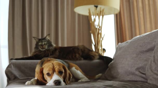 Tired Dog Lies Bed Looks Very Sad His Best Friend — Stock Video