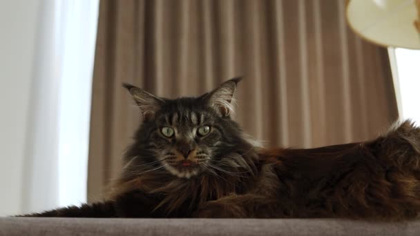 Purebred Cat Maine Coon Lie Bed Looking Camera — Stock videók