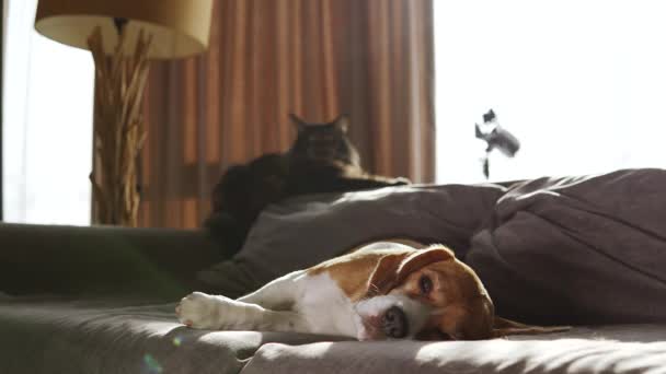 Sad Dog Lie Bed His Best Friend Cat Purebred Maine — Vídeo de Stock