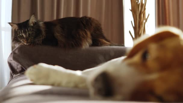 Sad Dog Lie Bed His Best Friend Cat Lie Him — Stockvideo