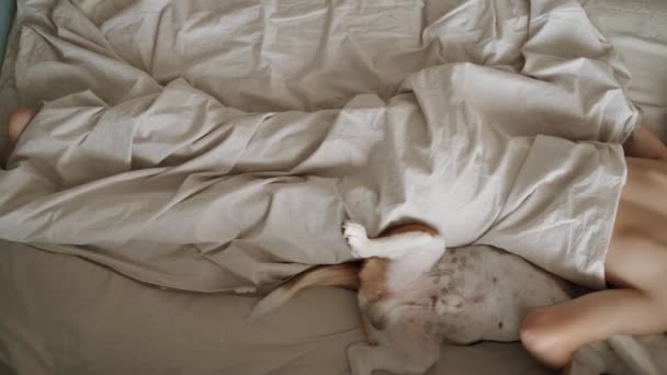Teenager Sleeps His Dog Bed Dog Best Friend Human Beautiful — стоковое видео