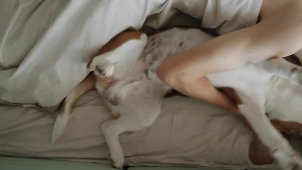 Teenager Sleeps His Dog Bed Dog Stretches Looks Very Cute — Video