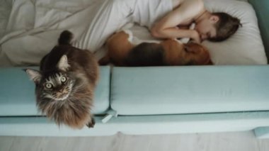 Safkan Maine rakunu kedi, kameraya bakıyor, arka plandaki genç köpeğiyle yatıyor, çok komik görünüyor. İnsanın en iyi dostu. Güzel safkan av köpeği sahibiyle yatıyor..