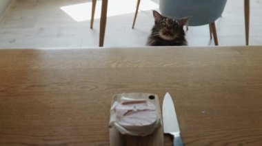 The cat passionately sniffs a large piece of meat that was left unattended in the kitchen. It looks very funny.