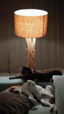 Funny pets try to sleep. Dog lie like human, on back, upside down. Cat chill out behind the dog. Funny scene.