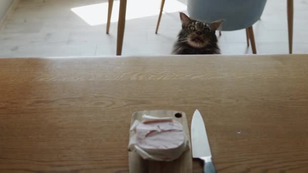 Cat Passionately Sniffs Large Piece Meat Left Unattended Kitchen Looks — Stock Video
