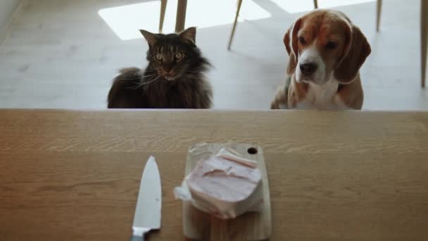 Cat Dog Passionately Sniffing Large Piece Meat Left Unattended Kitchen — Stock Video