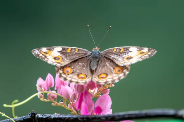Dişi Mavi Pansy veya Junonia orithya, Malezya 'nın Kuala Lumpur kentindeki kelebek parkında gözlemlenen nemfoman kelebek.