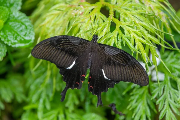 Great Helen Papilio Iswara Observado Parque Borboletas Kuala Lumpur Malásia — Fotografia de Stock