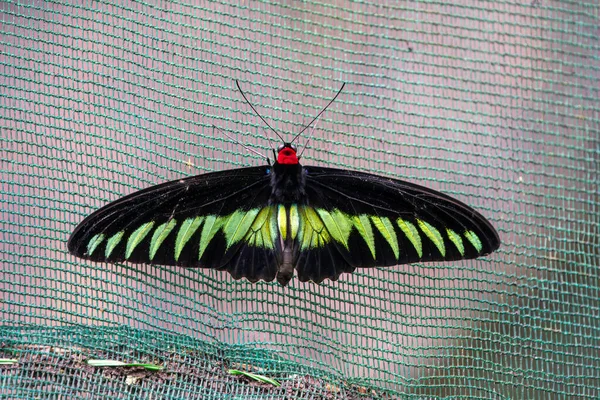 Rajah Brooke Birdwing Trogonoptera Brookiana Observed Butterfly Park Kuala Lumpur — Fotografia de Stock