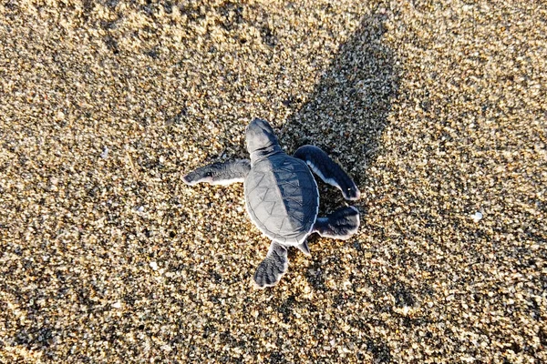 Hatchling Green Sea Turtle Chelonia Mydas Also Known Green Turtle — Stock Photo, Image
