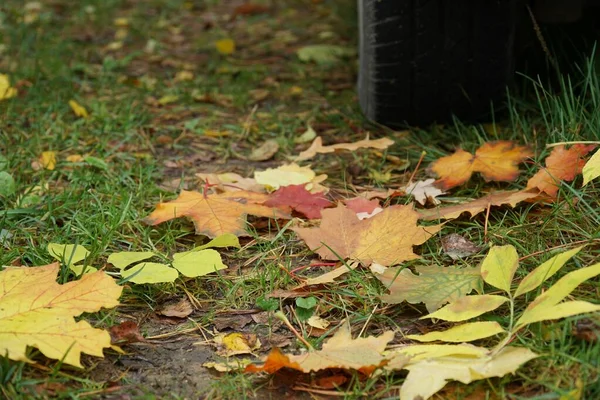 Roda de carro na estrada. Folhas de bordo caídas secas amarelas na grama. Outono dourado rua. — Fotografia de Stock