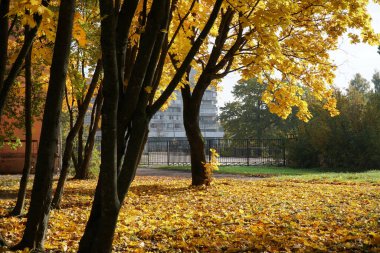 park akçaağaçları sonbahar hafif turuncu