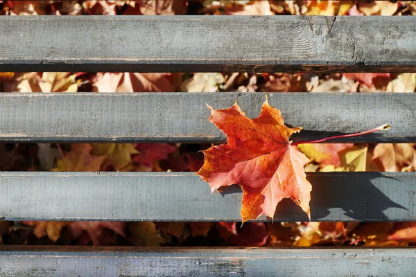 Una Hoja Arce Rojo Encuentra Banco Otoño Ver Superior —  Fotos de Stock