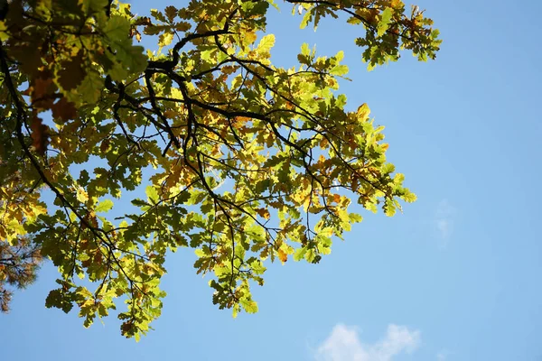 Hojas de roble contra el cielo azul en otoño —  Fotos de Stock