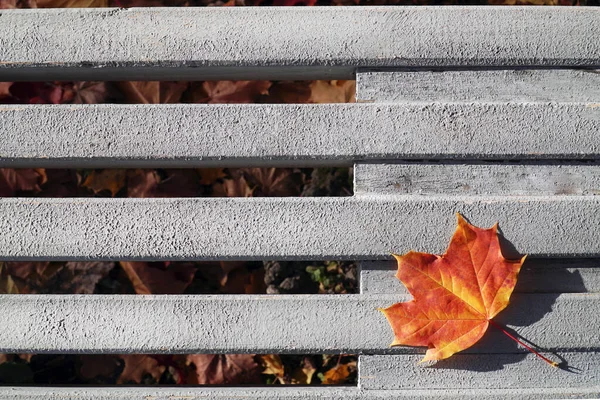 Una Hoja Arce Rojo Encuentra Banco Madera Otoño Vista Superior —  Fotos de Stock