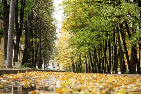 Parque Bordo Árvores Outono Luz Laranja Cidade Obninsk — Fotografia de Stock