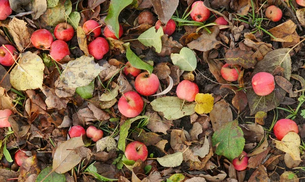 Maçãs Vermelhas Chão Folhagem Castanha Caída — Fotografia de Stock