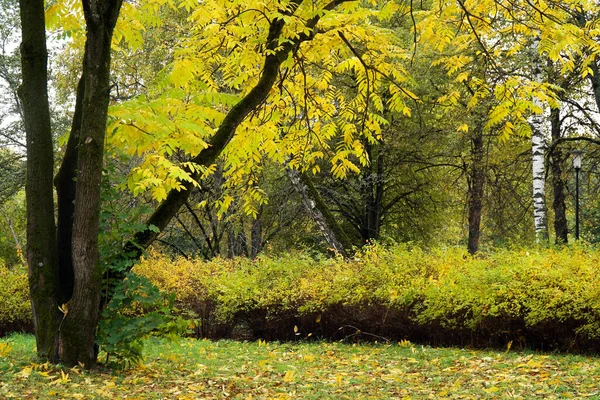 Parque Árboles Otoño Naranja Claro Verde —  Fotos de Stock