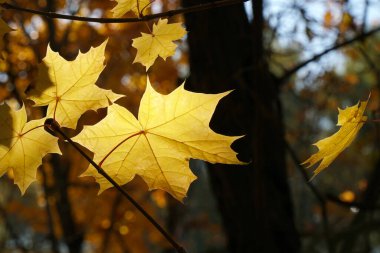 Sonbaharda ormanda bir akçaağaç yaprağında ışık