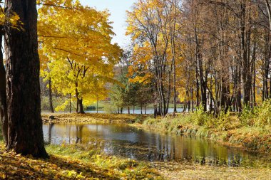 Parkta altın sonbahar. Turuncu Orman ve Gölet. Obninsk.