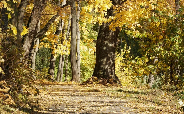 Callejón Otoño Cubierto Follaje Amarillo Día Soleado —  Fotos de Stock