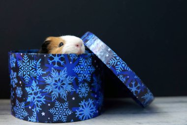 Yeni yıl ve Noel hediyesi olarak bir kutu içinde kobay faresi