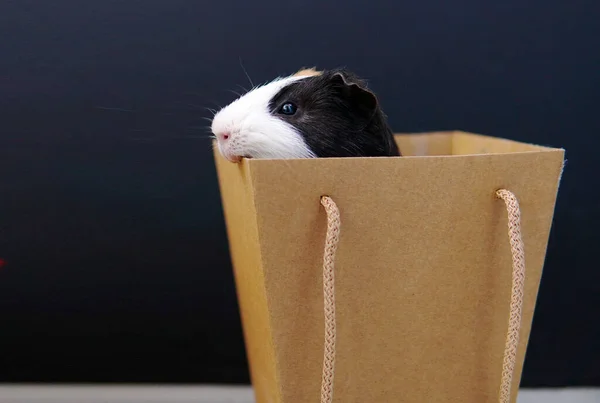 Kutudaki kobay faresi. Hediye. Siyah bir arkaplanda