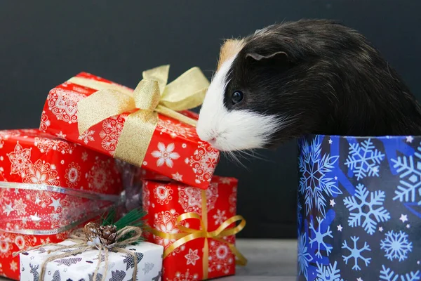 Gine domuzu hediye kutusundan çıkıyor.