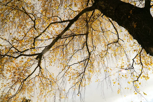 Abedul en otoño hojas amarillas vista desde abajo —  Fotos de Stock