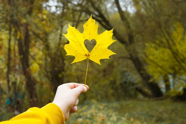 Una mano en un suéter amarillo sostiene una hoja de arce con un corazón —  Fotos de Stock