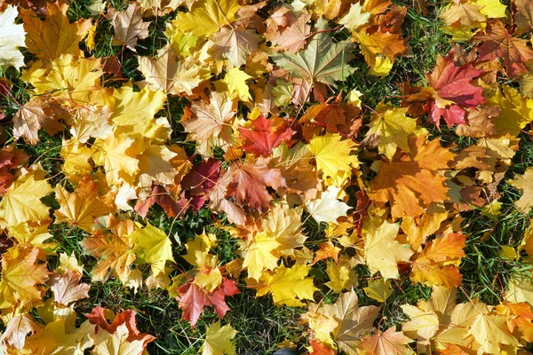 Podzimní Javorové Listy Různých Barev Trávě — Stock fotografie