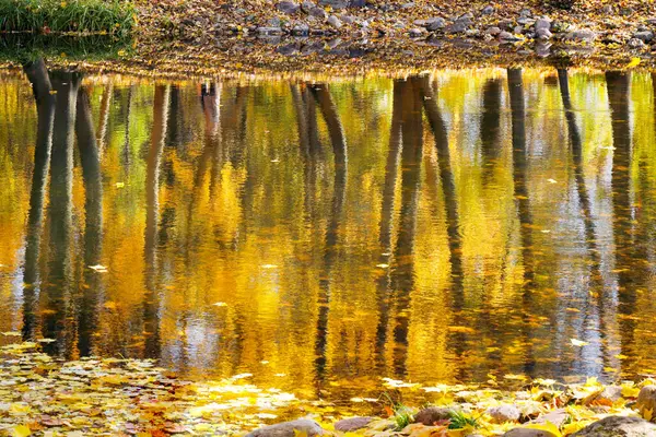 Herbst Spiegelung Wasser Des Herbstwaldes — Stockfoto