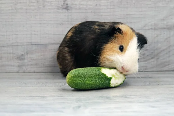 Gine domuzu ahşap bir arka planda salatalık sebzesi yer.