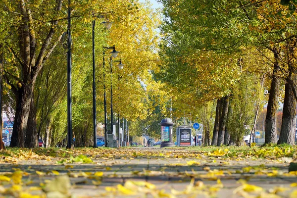 Alley Höst Lönn Med Orange Blad Obninsk Ryssland Obninsk 2021 — Stockfoto